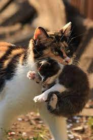 litter solutions by nancy ot adli kullanicinin cat love panosundaki pin yavru kediler buyuk kediler hayvanlar