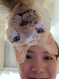 Rescue of Cat Named Sammy from HDB Block in Singapore