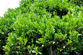 Image result for Diospyros ferrea