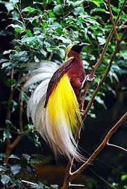 226 projects, in 587 queues overall rating of 4.7 from 72 votes. Kleiner Paradiesvogel Wikipedia