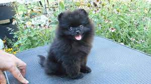Black skin pigmentation means the nose lips paw pads and eye rims will all be black. Pomeranian Pictures 8dyc9l6n5f8 Puppies Pomeranian Puppy Black Pomeranian