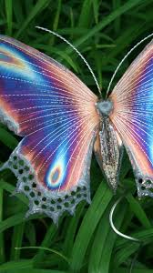 Butterfly Iphone 6 Plus Wallpaper 13382 Animals Iphone 6 Plus Wallpapers Animals Iphone 6 Plus Iphone 6 Plus Wallpaper Butterfly Wallpaper Pretty Animals