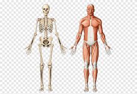 This section explores the different types of muscles in our body and their involvement in sporting activities. Human Body Human Back Anatomy Muscle Muscular System Muscle Anatomy Hand Human Png Pngegg