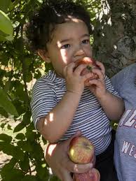 Photos: It's apple-picking time
