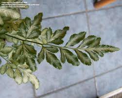 The pteris evergemiensis can be grown in areas of high humidity, such as bathrooms. Plantfiles Pictures Pteris Silver Lace Fern Slender Brake Fern Evergemiensis Pteris Ensiformis By Equilibrium