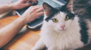 The staff is so sweet, and they genuinely care about your animals. Veterinarians In Nanaimo British Columbia Island Animal Hospital