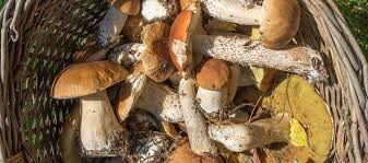 Mushrooms are the fruiting body of a fungus that shows above ground that include gill mushrooms stinkhorns boletes coral morels slime jellies and many others. Grzyby Wlasciwosci Odzywcze Czy Grzyby Sa Zdrowe Ktore Sa Jadalne A Ktore Trujace Wp Abczdrowie
