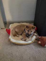 my shiba is 14 weeks today and is weighing in at 6 4lbs is