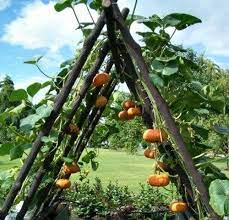 An arch at first glances would appear to offer very little a free standing arch in a garden multiplies space, as the the area underneath the arch can also be. Small Space Vegetable Gardening