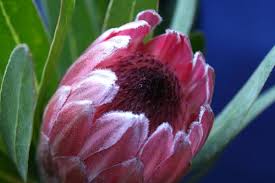It looked pretty cool so i took a photograph.^^ What Is That Pink Cactus Like Flower Used By Florists