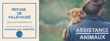 Il avait dû être énuclée des yeux à cause d'un double ulcère. Refuge De Villevaude Fondation Assistance Aux Animaux à¤¹ à¤® à¤ª à¤œ Facebook