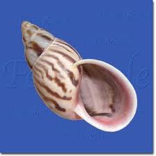 Image result for Keetia gueinzii