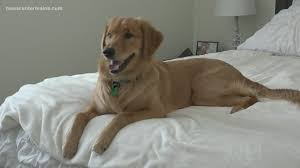 Tik Tok Golden Retriever From Maine Goes Viral Newscentermaine Com