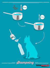 Astuce Faire Un Shampoing Naturel Pour Votre Chien 1 Faire Bouillir 50 Gr De Noix De Lavage Dans 1 2 Litre D Eau Pendant Toilettage Chien Chien Chat Chien