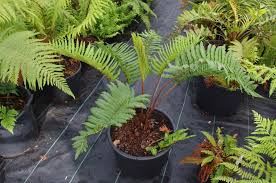 Image result for Parapodium costatum