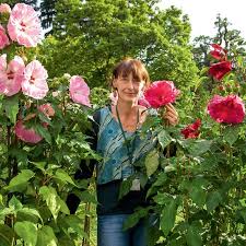 Pflanzenwahl Bei Trockenheit Und Hitze Hibiskus Gartenhibiskus Pflanzen