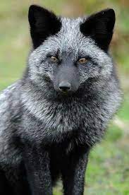 Pretty Black Fox Animals Cute Animals Animals Beautiful