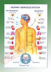 Educational Chart Manufacturer Exporters From India Id