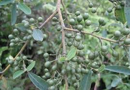 Check spelling or type a new query. Piper Cubeba Kemukus Vs Litsea Cubeba Krangean Ano