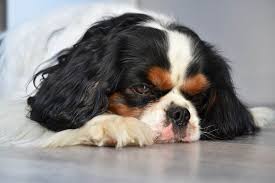 Many supplements have a long history of scientific support. When To Euthanise A Dog With Hemangiosarcoma Cloud 9 Vets