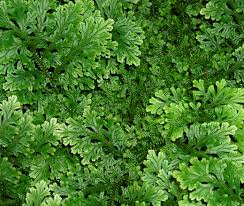 Image result for Selaginella mittenii
