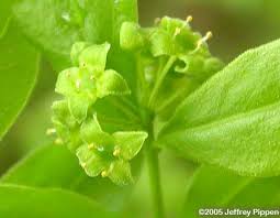 Image result for Bussea xylocarpa