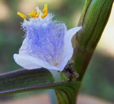 Image result for Cyanotis axillaris