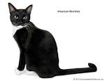7 Gorgeous Black and White Cat Breeds | Purina