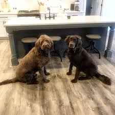 Not only are these floors durable, they also feature highly realistic, award. Best Flooring For Pets Best Vinyl Plank Flooring For Pets