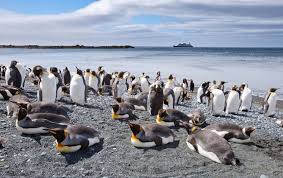Posts About Australia On Penguin Place Post Macquarie Island Penguins Island