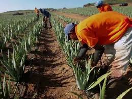 Aloe Vera Farming Business Plan For A Beginner -
