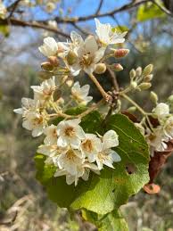 Image result for Dombeya shupangae