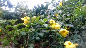 Encuentra flor copa de oro en mercadolibre.com.mx! Planta De Flores Copa De Oro Youtube