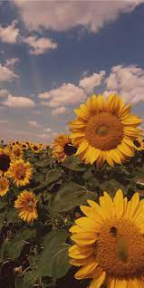 pin by retroboy on raison d etre joie de vivre sunflower wallpaper phone wallpaper sunflower iphone wallpaper