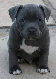 Such A Cute Dog He Will Grow Up To Be A Good Guard Dog Staffordshire Bull Terrier Puppies Staffordshire Terrier Puppy American Staffordshire Terrier Puppies