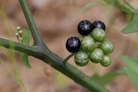Image result for Solanum scabrum