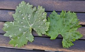 Image result for Colomerus vitis