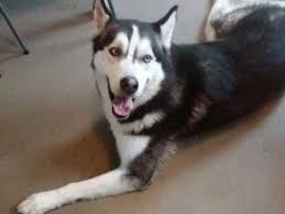 Newest oldest price ascending price descending relevance. 2 Year Old Male Siberian Husky Taunton Somerset Pets4homes
