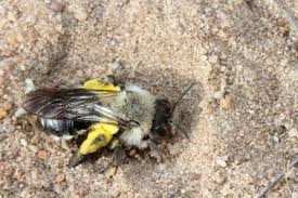 Andrena Vaga F Abeille Fouisseuse Le Monde Des Insectes