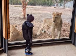 Dubbo zoo is the primary attraction of dubbo, new south wales, australia. Top Tips For Visiting Taronga Western Plains Zoo Dubbo Adventure Baby