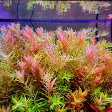 Image result for Rotala capensis