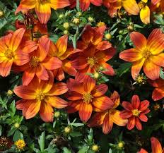 Image result for Bidens baumii