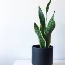 Up date bunga oktober 2015; Toko Online Tanaman Hias Store Shopee Indonesia