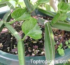 Image result for Cissus crusei