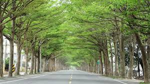 進入4月天 台南市市道174線有段號稱 全台最美的小葉欖仁綠隧 正美 沿線小葉欖仁的枝頭灑上點點新綠蔚為綠蔭 瀰漫春的氣 country roads tree trunk road