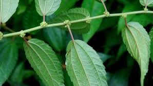 Image result for Pouzolzia parasitica