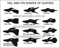 All About Betta Fish Guppies Fish Types Of Tails Guppy Fish Guppy Swordtail Fish