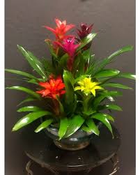 Check spelling or type a new query. Jupiter Florist Flower Delivery By Anna Flowers