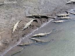 Crocodile bridge is the name of both a camp along the southern border of kruger national park and a gate to the park. The Costa Rica Crocodile Bridge A Wild Stop At Tarcoles River