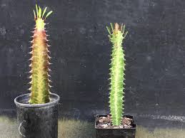 Image result for Maerua grantii